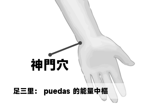 足三里： puedas 的能量中樞